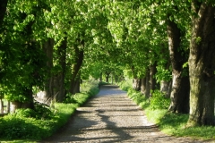 Allee zum Jagdschloss