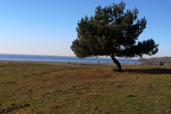 oznor